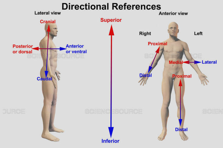 Introduction to Body Systems and Directional Terms - MRS. MERRITT'S